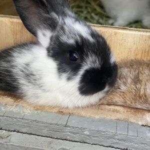 Meet your Posher, Big A